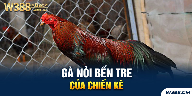 Gà nòi Bến Tre thuần giống Việt Nam